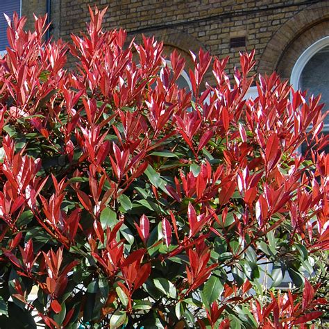 Photinia Little Red Robin Potted Ornamental Trees For Small Gardens