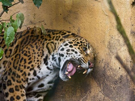 Angry Jaguar Wallpapers Top Free Angry Jaguar Backgrounds