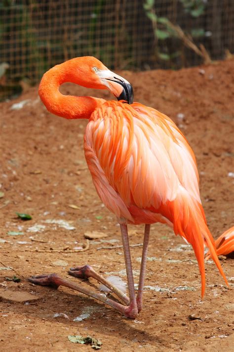 Interesting Facts About Flamingos Thatll Take Your Breath Away