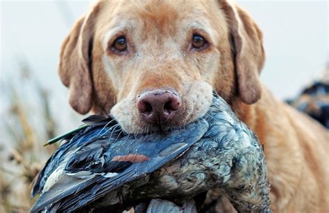 The 10 Best Duck Hunting Dogs Field And Stream