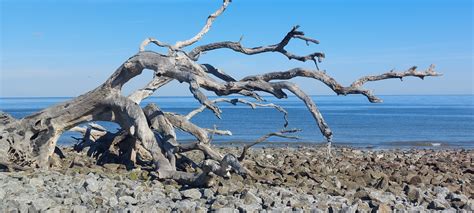 Driftwood On Beach Free Stock Photo Public Domain Pictures