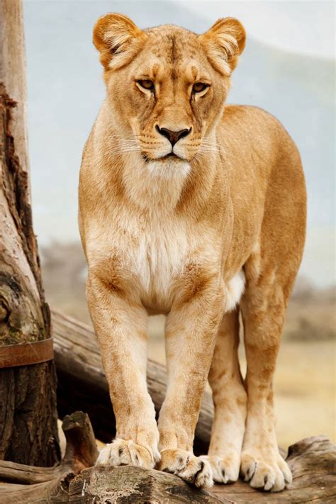 Portrait Of Lioness Free Stock Photo Public Domain Pictures African