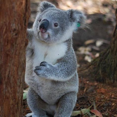 Koala🐨 On Instagram “how Would You Caption This🐨 Tag A Koala Lover👇