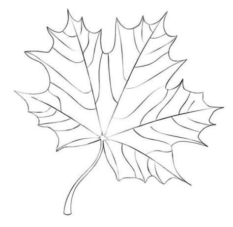 Maple Leaf coloring page | Free Printable Coloring Pages