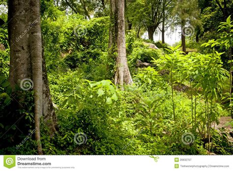 Jungle Landscape Royalty Free Stock Photography Image