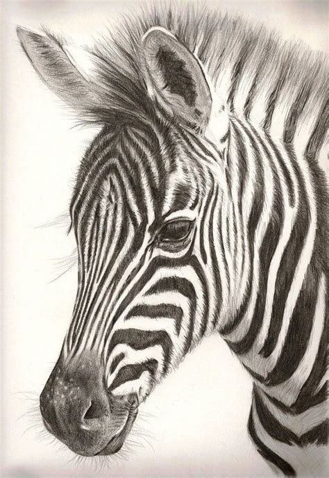 Et des obstacles, de mesurer l'influence que le. Zebra art, Pencil drawings of animals, Animal drawings ...