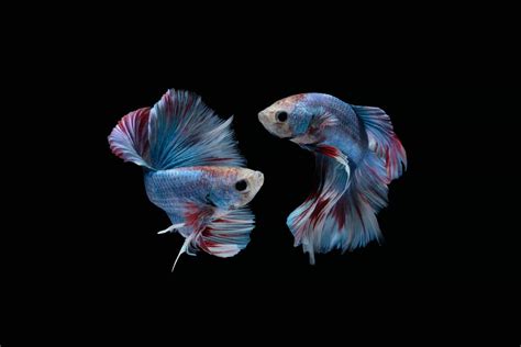 Can Male And Female Betta Fish Live Together Fishkeeping Advice