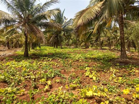 Land real estate └ real estate all categories antiques art automotive baby books business & industrial cameras & photo cell phones & accessories clothing, shoes & accessories coins & paper money collectibles computers/tablets acreage (acres). 3 Acre farm land for sale in Palakkad