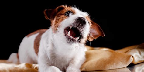 But can also sometimes be accompanied by growling and tugging. How to Stop a Puppy From Biting and Growling - Alpha ...