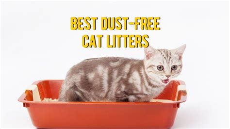 ᐉ Best Dust Free Cat Litter 10 Low Dust Clumping Cat Litters Review