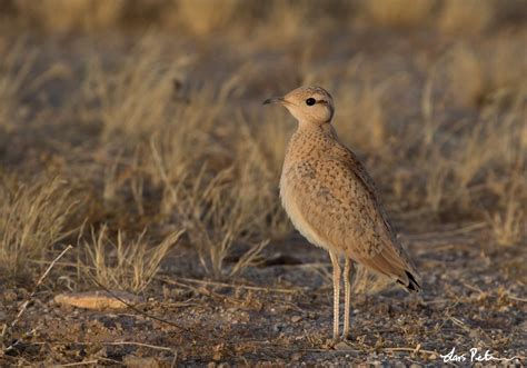 Cream Colored Courser Western Sahara Bird Images From Foreign Trips