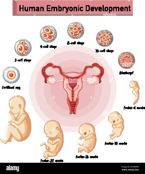 Human Embryonic Development In Human Infographic Illustration Stock Vector Image And Art Alamy