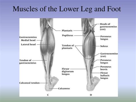 Ppt Chapter 15 The Ankle And Lower Leg Powerpoint Presentation Id