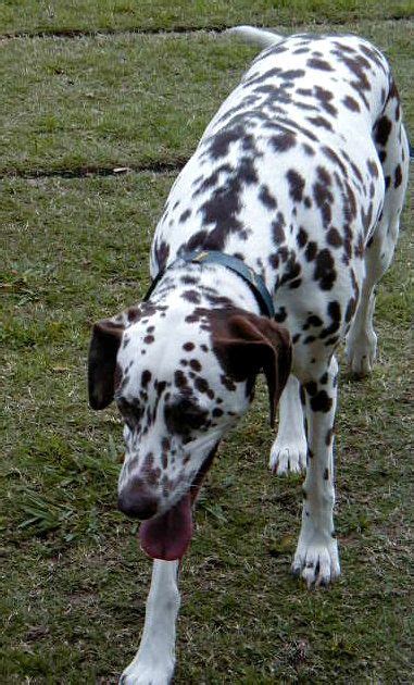 Cherry My Beautiful Liver Spotted Dalmatian Who Grew Up With My Kids