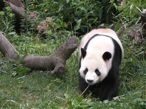 Giant Panda Animal Facts And Pictures All Wildlife