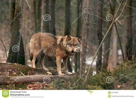 Brown Wildlife Wolf Stock Photo Image Of Carnivore Pawed 35754682