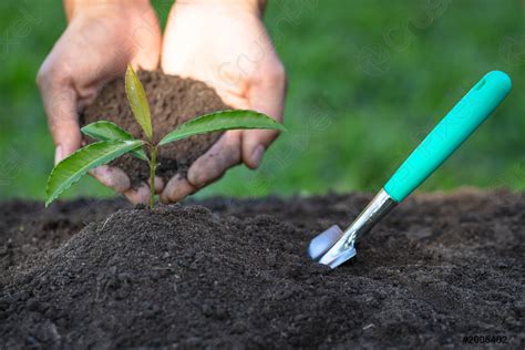 Soil In The Hands Of A Young Woman Seedlings That Stock Photo 2006402
