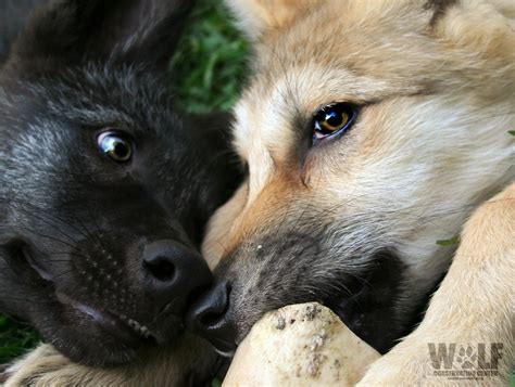 Pictures Of Wolf Pups Clashing Pride