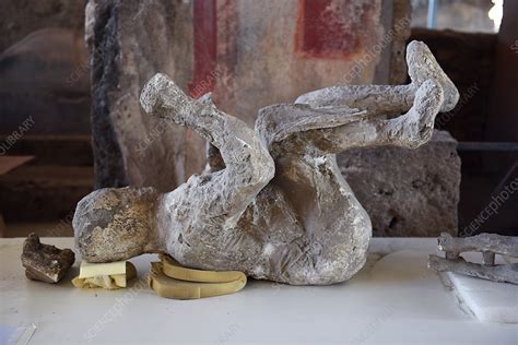 body cast of a victim of the pompeii eruption stock image c036 9662 science photo library