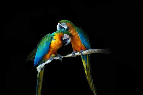 Free Stock Photo Of Parrots