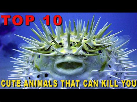 Top 10 Cute But Dangerous Animals That Can Kill You Dangerous Animals