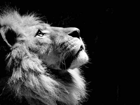 Téléchargez gratuitement sur tous vos appareils ordinateur, smartphone ou tablette. Lion | Lion noir et blanc, Photographie de lion et Images ...