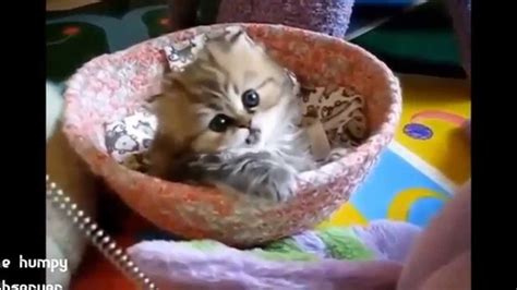 Cute Baby Animals Youtube