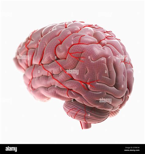 Human Brain Anatomy And Arteries Cut Out Stock Images Pictures Alamy