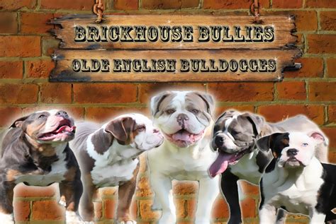 Brown Olde English Bulldogge Puppies