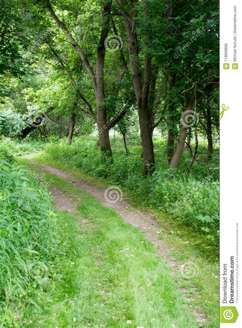 Wooded Path With Lush Foliage Stock Photo Image Of Foliage Path