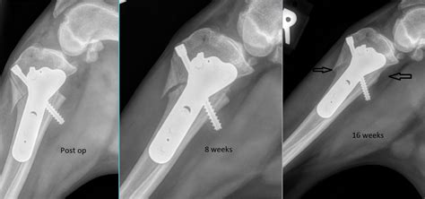 Cruciate Ligament Repair Cblo Poulsbo Animal Clinic