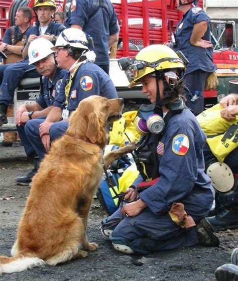 Remembering The Heroic Dogs Of 911 Gone But Not Forgotten Search