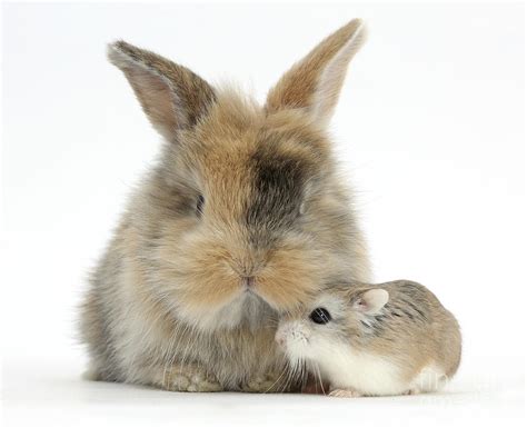 Rabbit With Roborovski Hamster Photograph By Mark Taylor Fine Art America