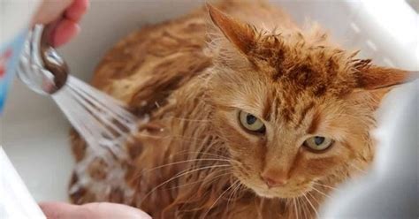 The copyright of the image is owned by the owner, this website only displays a few snippets of several keywords that are put together in a post summary. MiraCat - Anti Fungal Treatment for Cat: 6 CARA HILANGKAN ...