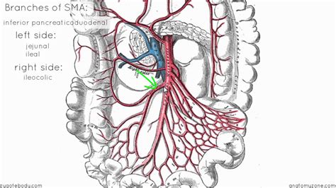 Mesenteric Artery Anatomy