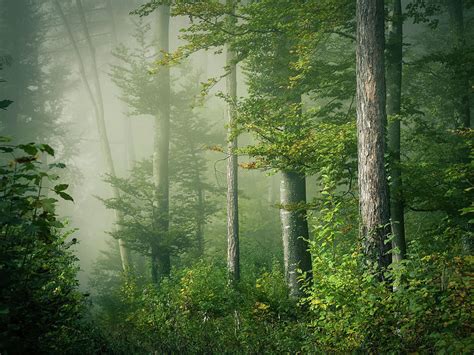 Morning Fog In The Forest Photograph By Photography By Daniel