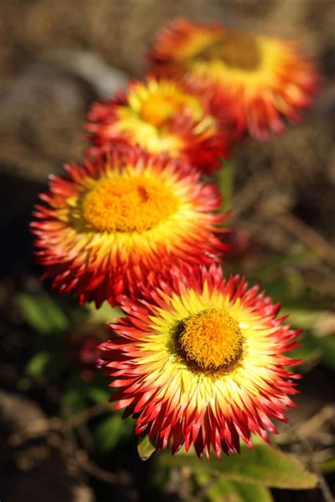 15 Full-Sun Perennials for Your Garden - Natalie Linda