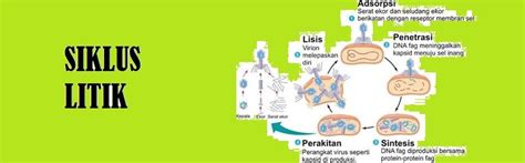 CARA HIDUP DAN REPRODUKSI VIRUS SERTA PENGARUH POSITIF DAN NEGATIF