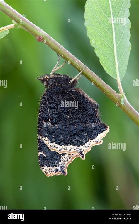 Camberwell Beauty Butterfly Nymphalis Antiopa Newly Emerged Stock