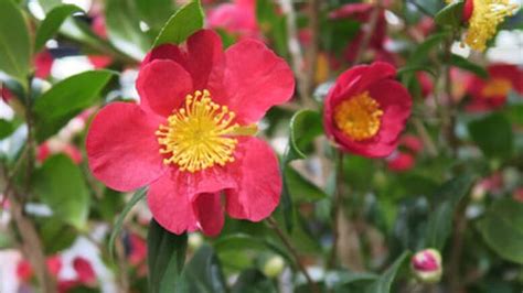 Winter Camellia, Sasanqua Camellia - THE GARDEN WEBSITE.COM
