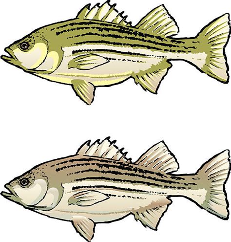 Striped Bass Illustrations Royalty Free Vector Graphics And Clip Art Istock