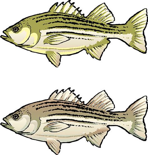 Striped Bass Illustrations Royalty Free Vector Graphics And Clip Art