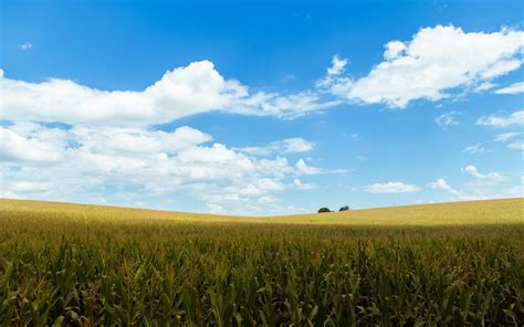 Download 1680x1050 Cropland Agriculture Field Clouds Sky Rural