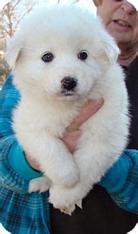List of samoyed and samoyed for adoption in india. Samoyed Mix Puppies For Adoption | Goldenacresdogs.com