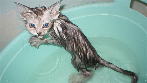 Cats trill for a multitude of reasons. Why Do Cats Hate Water: Easy-to-Follow Guide, Secrets from ...