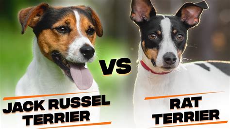 Difference Between A Jack Russell Terrier And A Rat Terrier Youtube