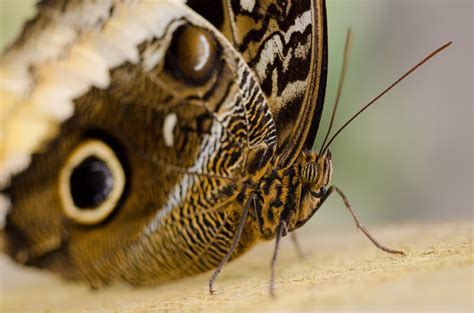 Close Up Photography Of Brown Butterfly On Brown Surface · Free Stock Photo