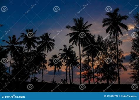 Palm Trees Sunset Silhouette At Tropical Beach Resort Stock Image