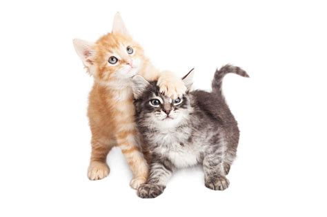 The size of a tabby cat will vary according to its breed. The Personality of a Tabby Cat is Quite Unique in All ...