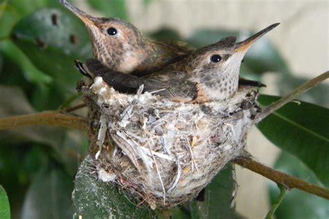 Guide To Attracting Hummingbird Nests World Birds